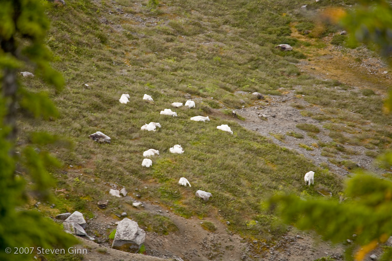 Mountain Goats