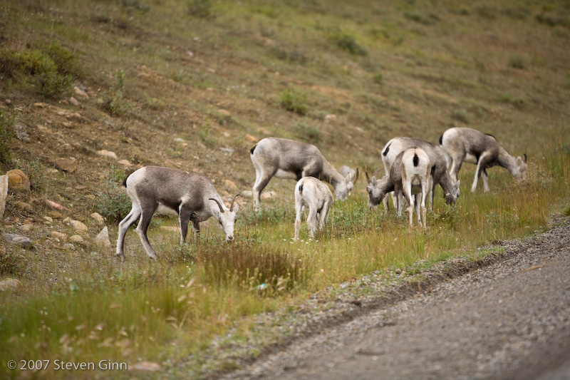 Stone Sheep