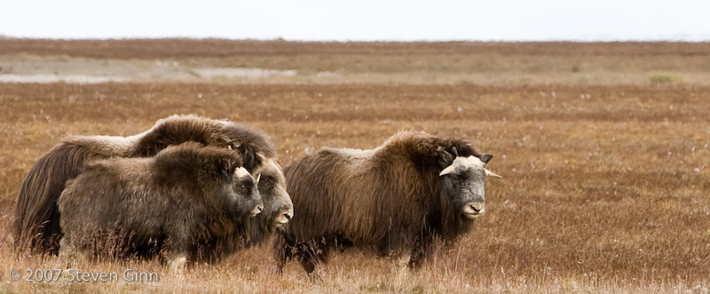 Musk Oxen