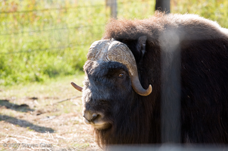 Musk Ox