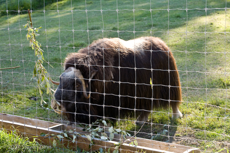 Musk Ox