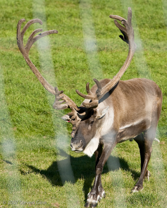 Caribou