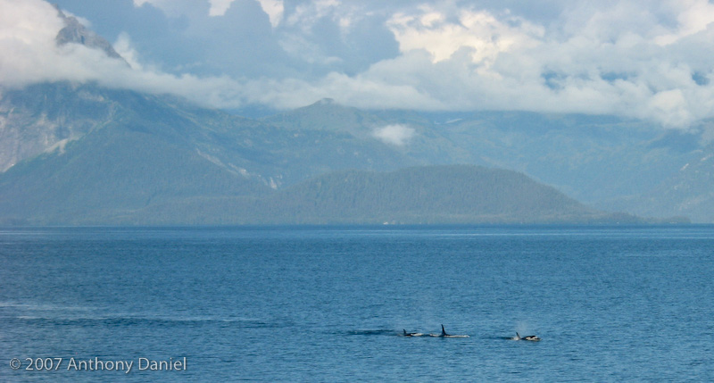 Orcas