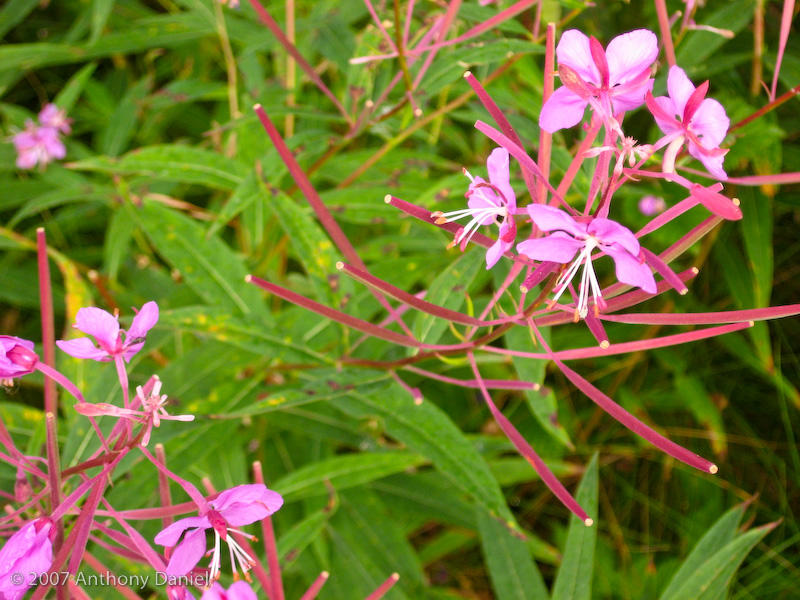 Fireweed