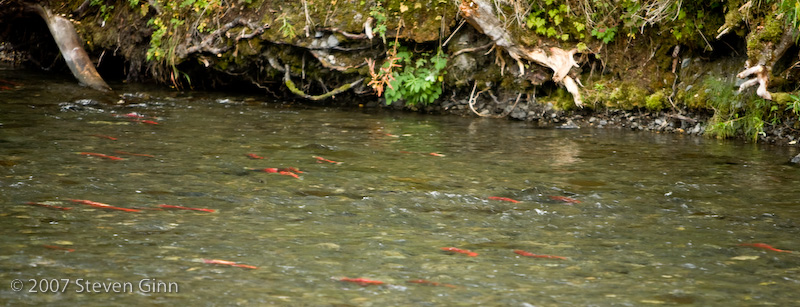 River with fish