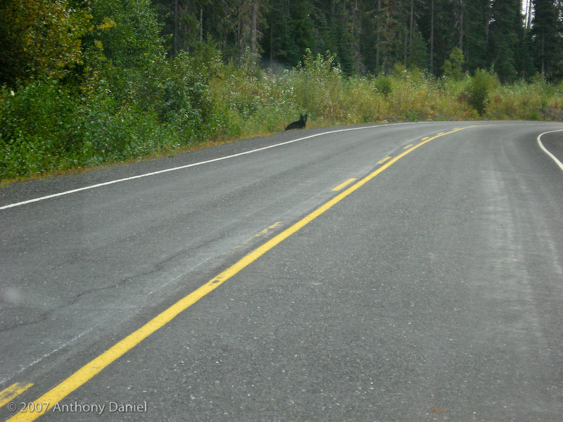 Bear