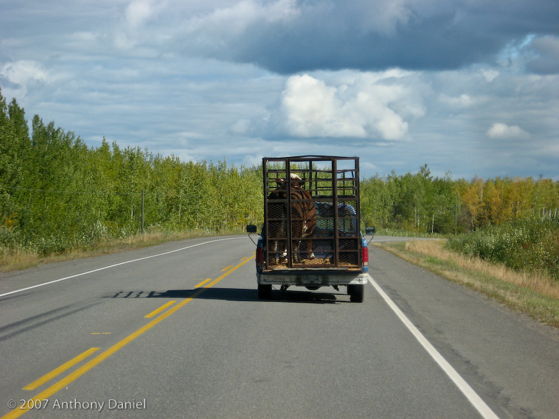 Truck & Cow