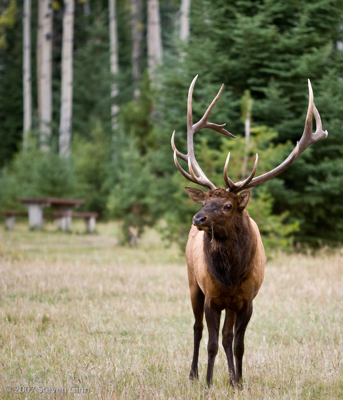 Elk