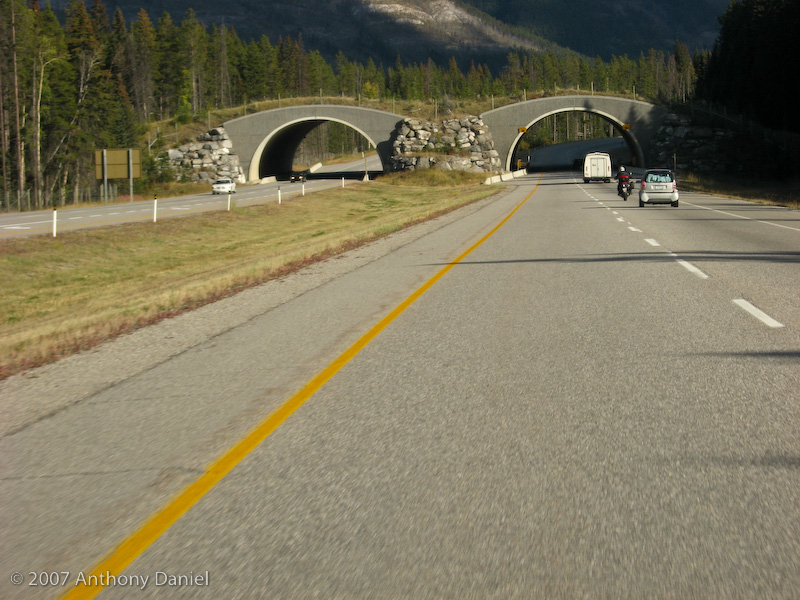 Road with Animal Overpass