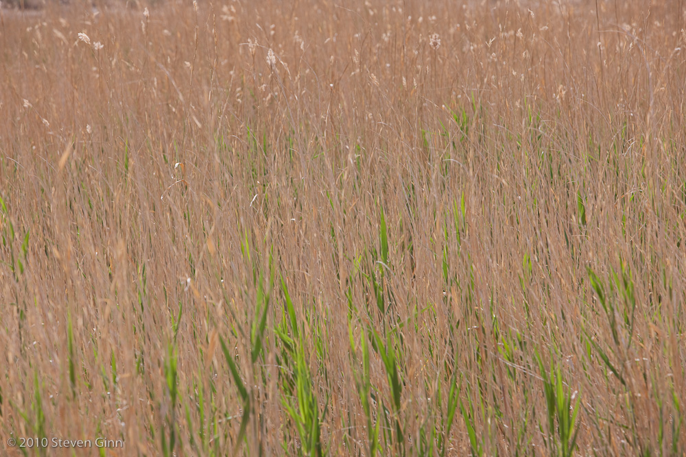 Patterns of Grass